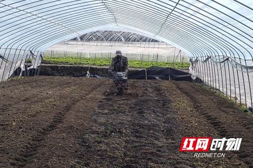 桂東春耕忙，陽(yáng)光明媚蔬菜香